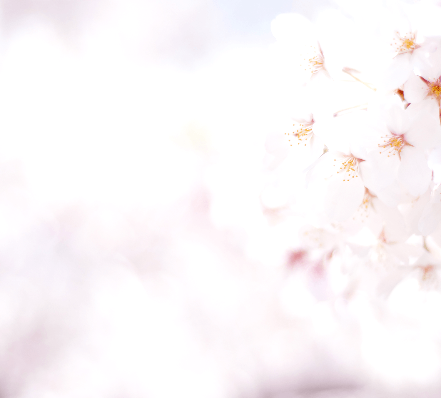 画像(スマホ):合格実績・体験談 背景